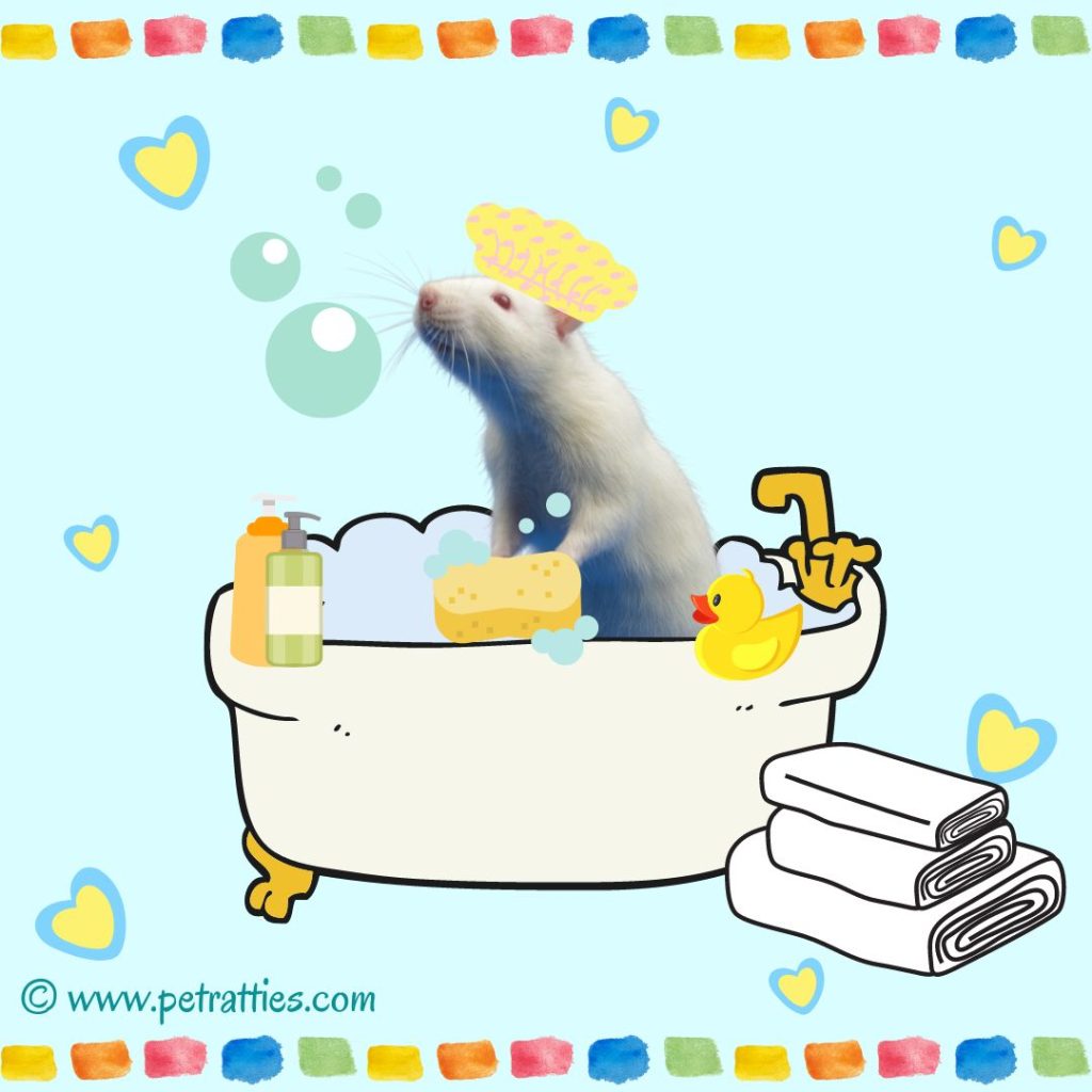 Albino rat having a bath